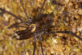 Media type: image; Invertebrate Zoology 29239